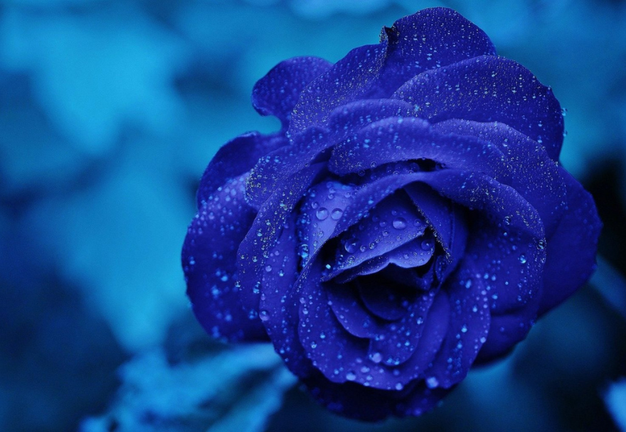 Lifestyle Properties